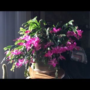 Meet your Posher, Marianne